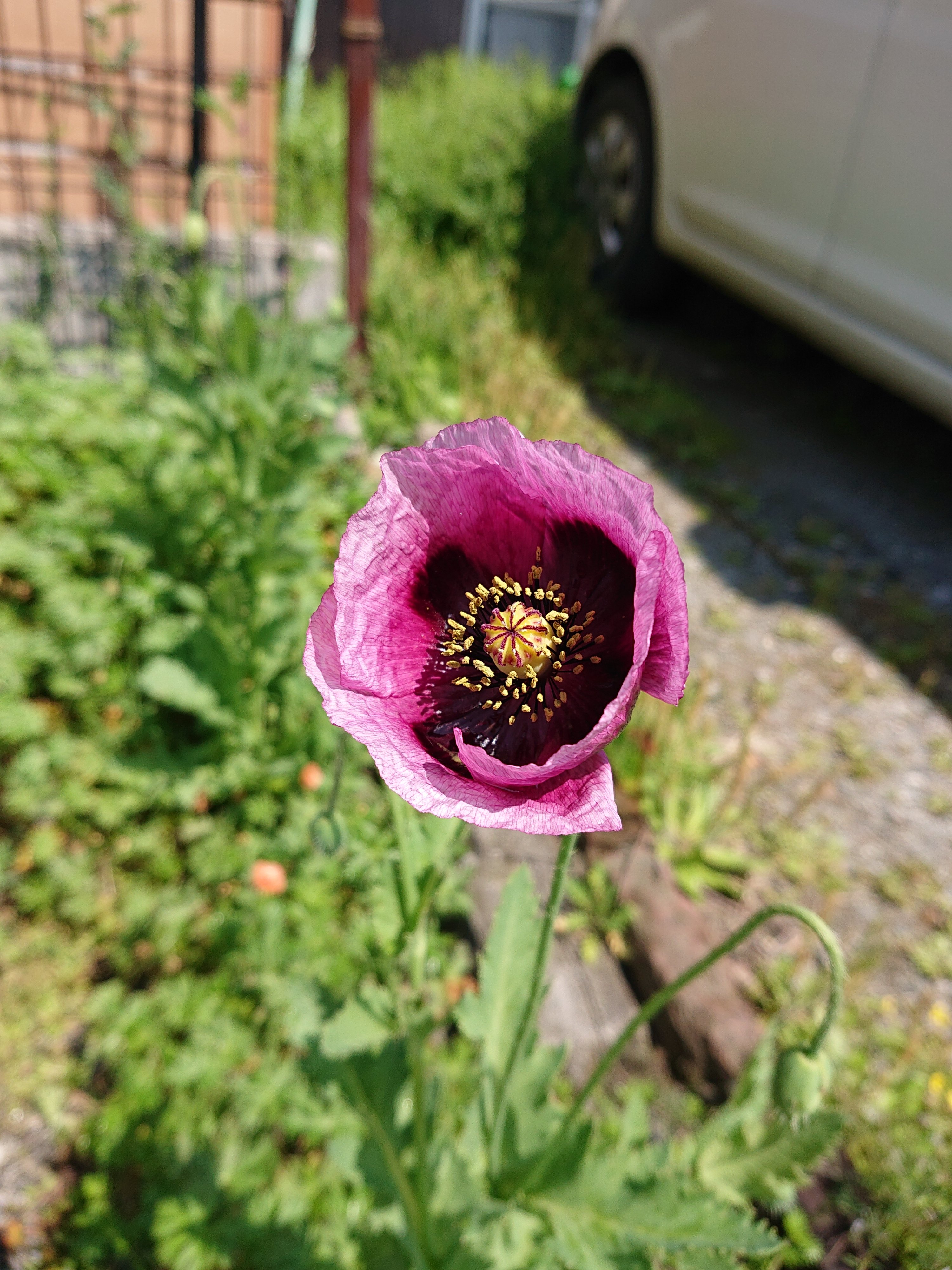 きれいな花が咲きました ダイビングパラダイス 久留米のダイビングショップ